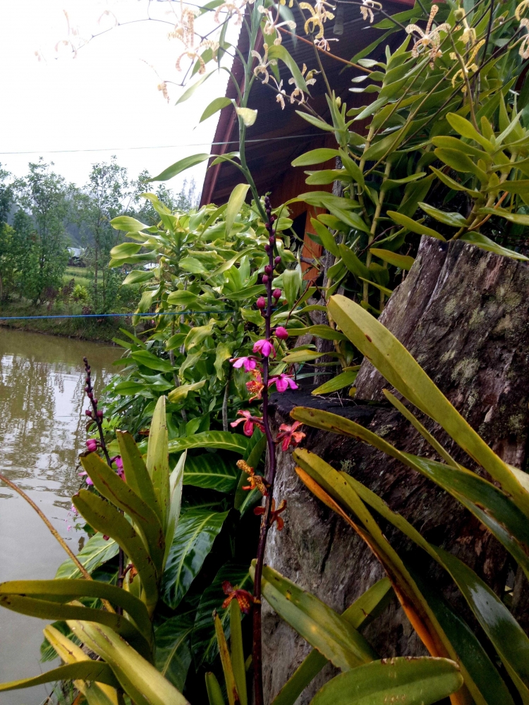 Desa Tondok Bakaru Melek Internet dan Kembangkan Anggrek Desa Tondok Bakaru Melek Internet dan Kembangkan Anggrek
