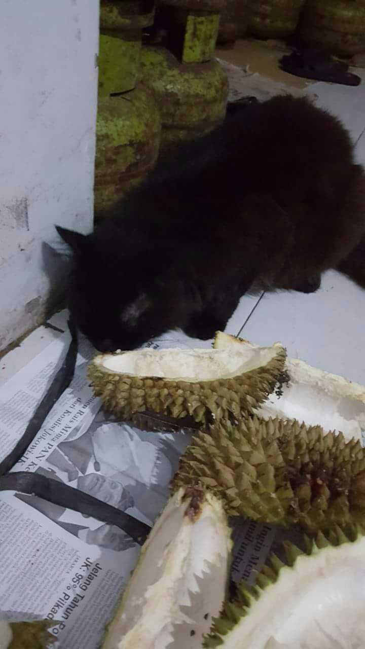 Kopi Kucing Asal Sungailiat Yang Suka Makan Durian Oleh Rustian Al