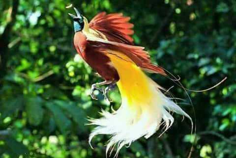 Burung Surga adalah Burung Cendrawasih Kompasiana com Burung Surga adalah Burung Cendrawasih Kompasiana com