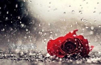 Terkeren 28 Gambar Bunga Kelopak Jatuh Gambar Bunga HD Terkeren 28 Gambar Bunga Kelopak Jatuh Gambar Bunga HD