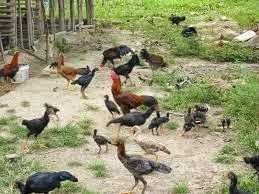 Belajar dari Perilaku Ayam Kampung Halaman all Belajar dari Perilaku Ayam Kampung Halaman all