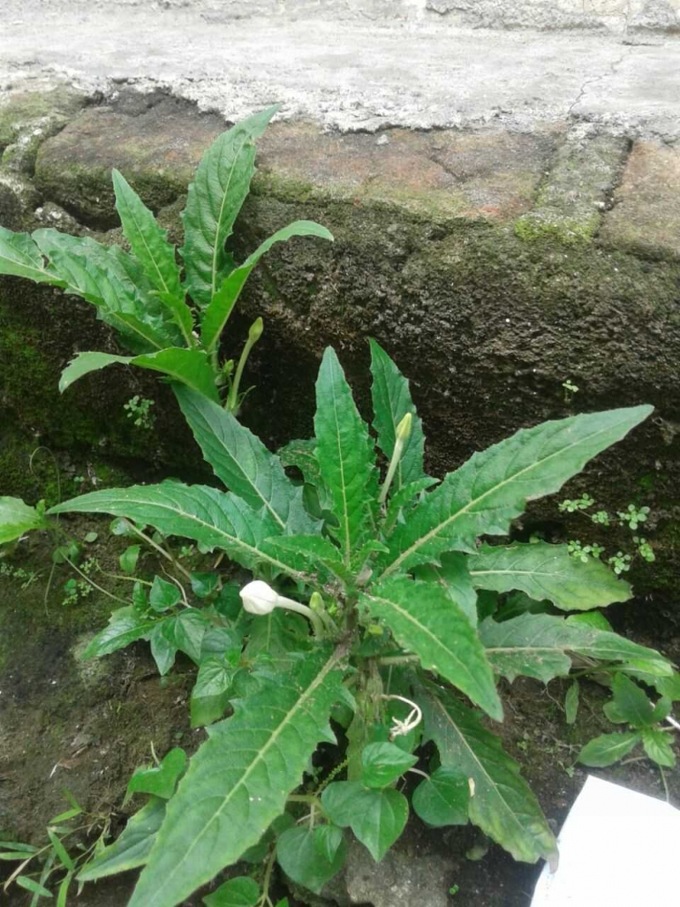 Jangan Lewatkan 45 Tanaman Bunga Untuk Obat Mata yang Jangan Lewatkan 45 Tanaman Bunga Untuk Obat Mata yang