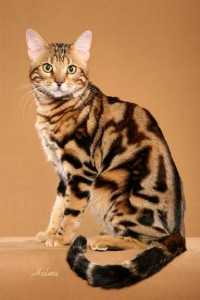 Wah Gawat Kucing Lokal Ini Terancam Punah - Kompasiana.com