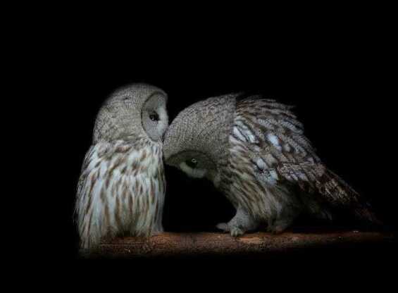 Puisi Burung Malam  Menakutkan Kompasiana com Puisi Burung Malam  Menakutkan Kompasiana com