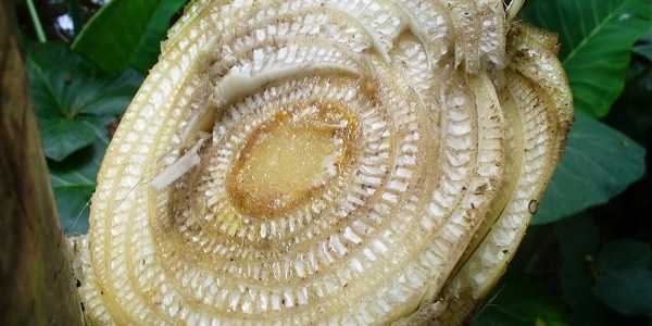 Gedebog Pisang Suplemen Tanaman Kompasiana com Gedebog Pisang Suplemen Tanaman Kompasiana com