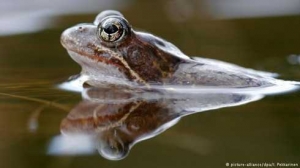 Seri Kenangan Masa Kecil Telur Kodok Obat Bisul Kompasiana Com