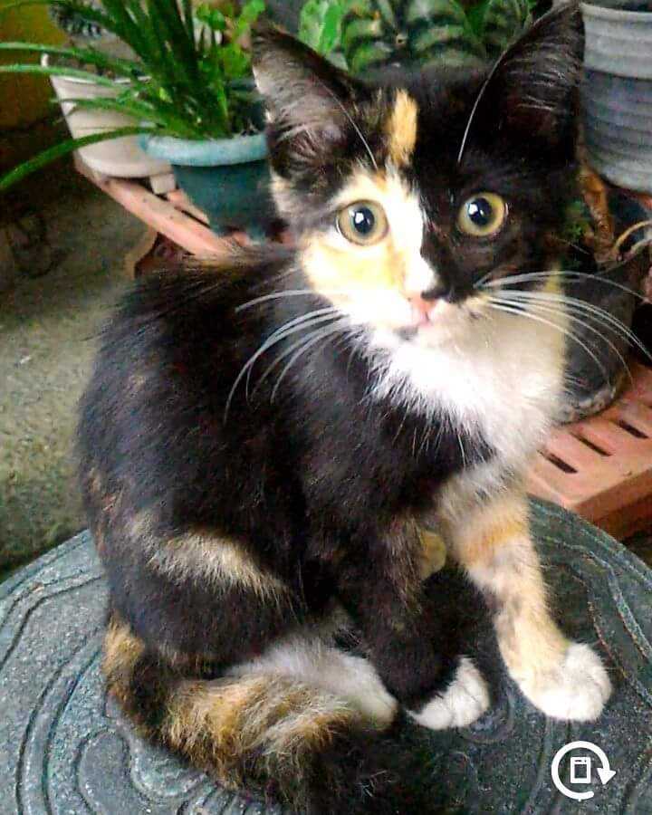 Genetika di Balik Warna Bulu  Kucing  Halaman 1 Kompasiana com Genetika di Balik Warna Bulu  Kucing  Halaman 1 Kompasiana com