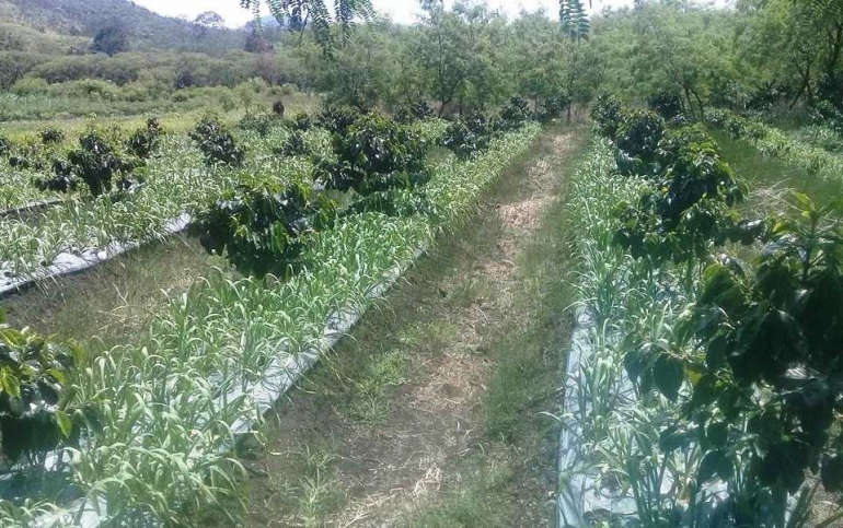 Ogah Impor Bawang Putih Berpenyakit Petani Gayo Tanam Si Putih Di Sela Lahan Kopi Halaman 2 Kompasiana Com