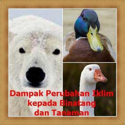 Dampak Perubahan Iklim Kepada Binatang Dan Tanaman Kompasiana Com Dampak Perubahan Iklim Kepada Binatang Dan Tanaman Kompasiana Com