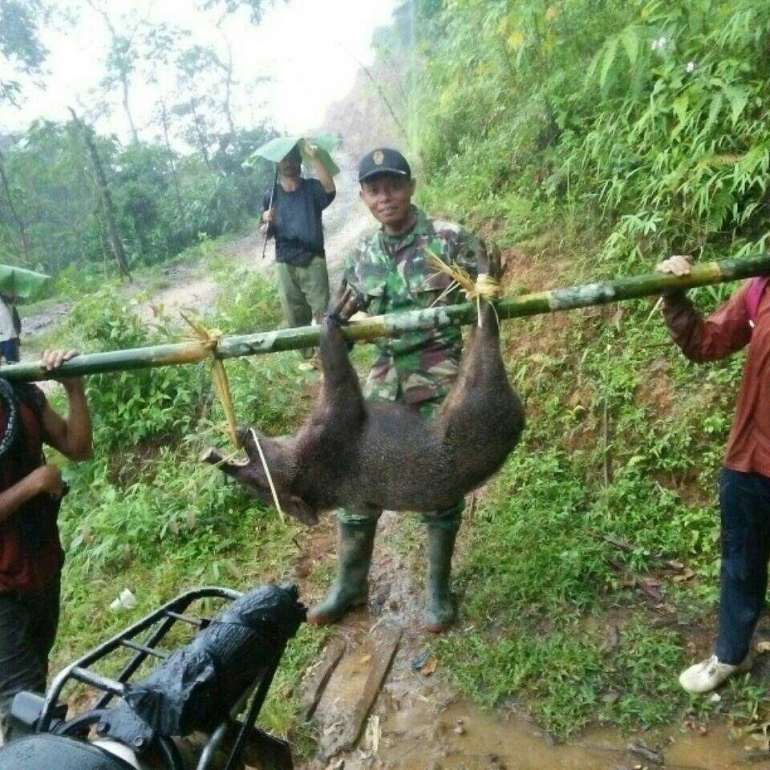 Cara Ampuh Basmi Babi Ala Satgas Tmmd Kodim 0702 Purbalingga Kompasiana Com Cara Ampuh Basmi Babi Ala Satgas Tmmd Kodim 0702 Purbalingga Kompasiana Com