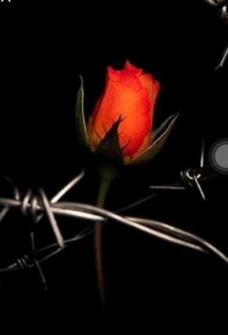 Gambar Tangan Memegang Bunga Mawar Berdarah Gambar Tangan Memegang Bunga Mawar Berdarah