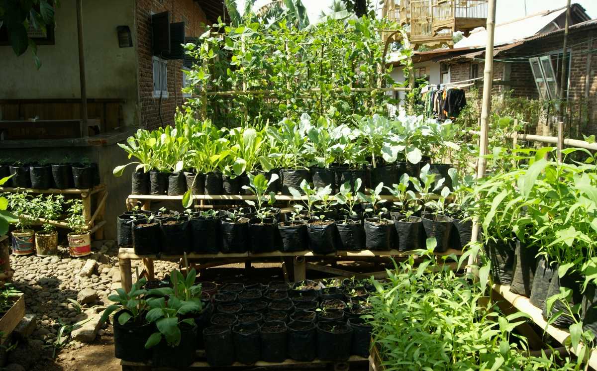 Dari Halaman Rumah Harga Kebutuhan Pokok Bisa Dari Halaman Rumah Harga Kebutuhan Pokok Bisa