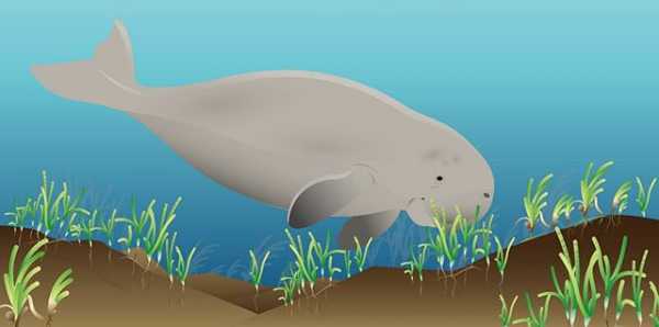 Dugong Dan Lamun Untuk Kehidupan Kita Halaman All Kompasiana Com