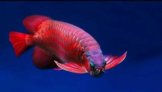 Ikan Arwana Dan Filosopi Kaya Raya Halaman All Kompasiana Com Ikan Arwana Dan Filosopi Kaya Raya Halaman All Kompasiana Com