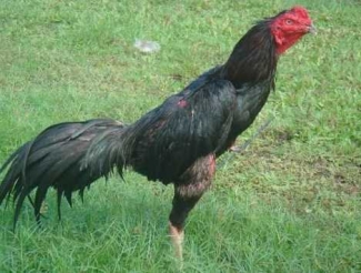 Obat Ngorok Ayam Bangkok Pasti Sembuh Kompasiana Obat Ngorok Ayam Bangkok Pasti Sembuh Kompasiana