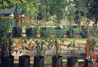 Gerakan Pemanfaatan Lahan Pekarangan Sempit Untuk Tanaman