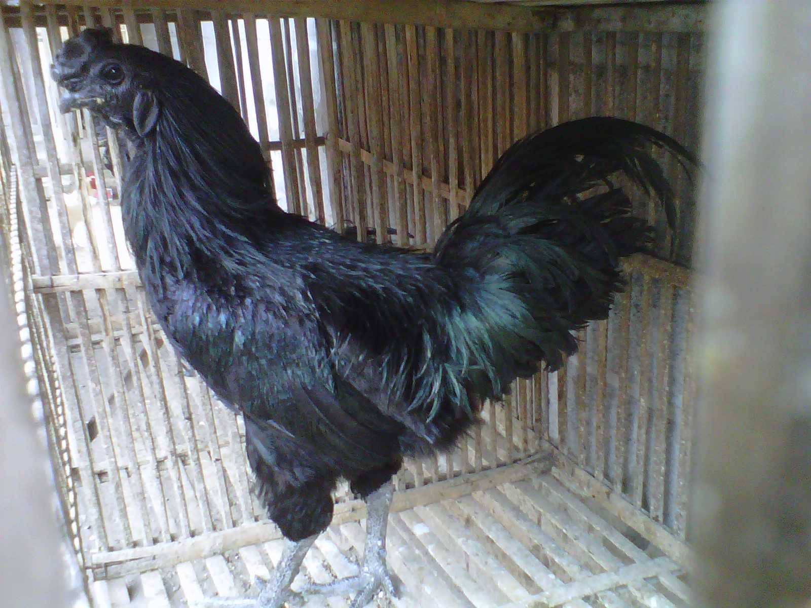 Mengenal Ayam Cemani Kompasianacom