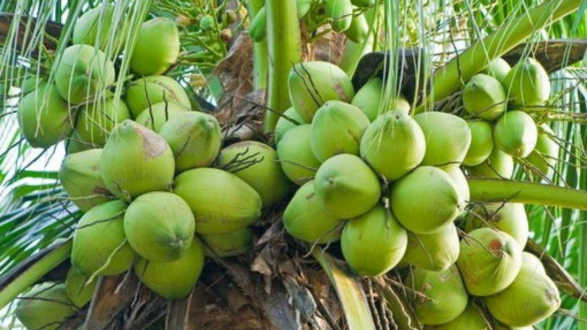Berkat Kelapa Muda Hijau Bisa Mudik Lebaran Kompasiana com Berkat Kelapa Muda Hijau Bisa Mudik Lebaran Kompasiana com
