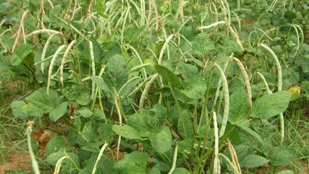 Cara Menanam Kacang  Hijau  yang Baik dan Benar Halaman 1  Cara Menanam Kacang  Hijau  yang Baik dan Benar Halaman 1