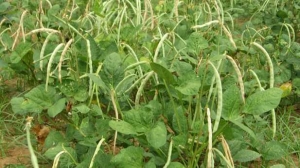 Cara Menanam Kacang Hijau Yang Baik Dan Benar Halaman All Kompasiana Com