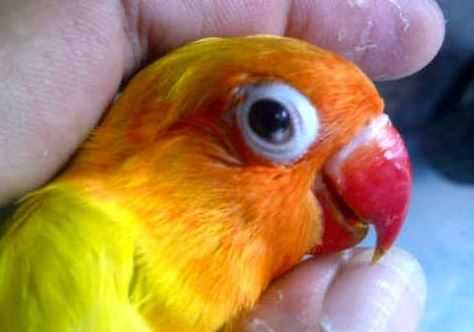 Cara Menangani Snot Pada Burung Lovebird Halaman All Kompasiana Com