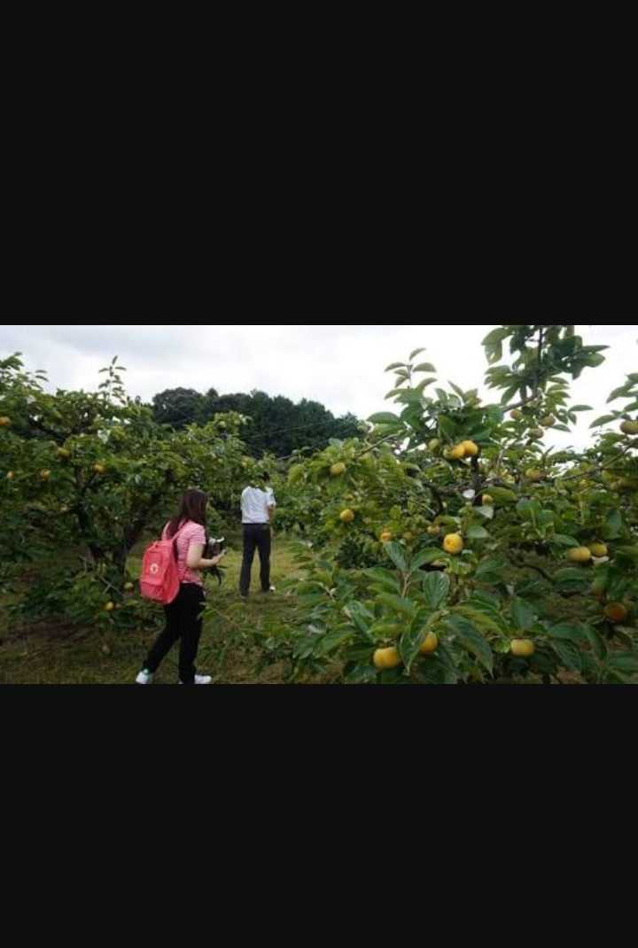 Perkebunan Buah Kesemek Sebagai Lahan Agro Wisata Halaman