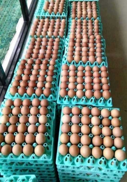 Umur Telur Ayam Dan Cara Cepat Untuk Mengetahui Kesegarannya Halaman All Kompasiana Com Umur Telur Ayam Dan Cara Cepat Untuk Mengetahui Kesegarannya Halaman All Kompasiana Com