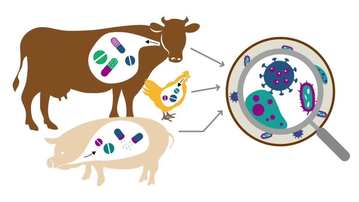 Укол ягненку. Антибиотики в животноводстве. Антибиотики для животных. Антибиотики в животноводстве картинки. Антибиотики в корме.