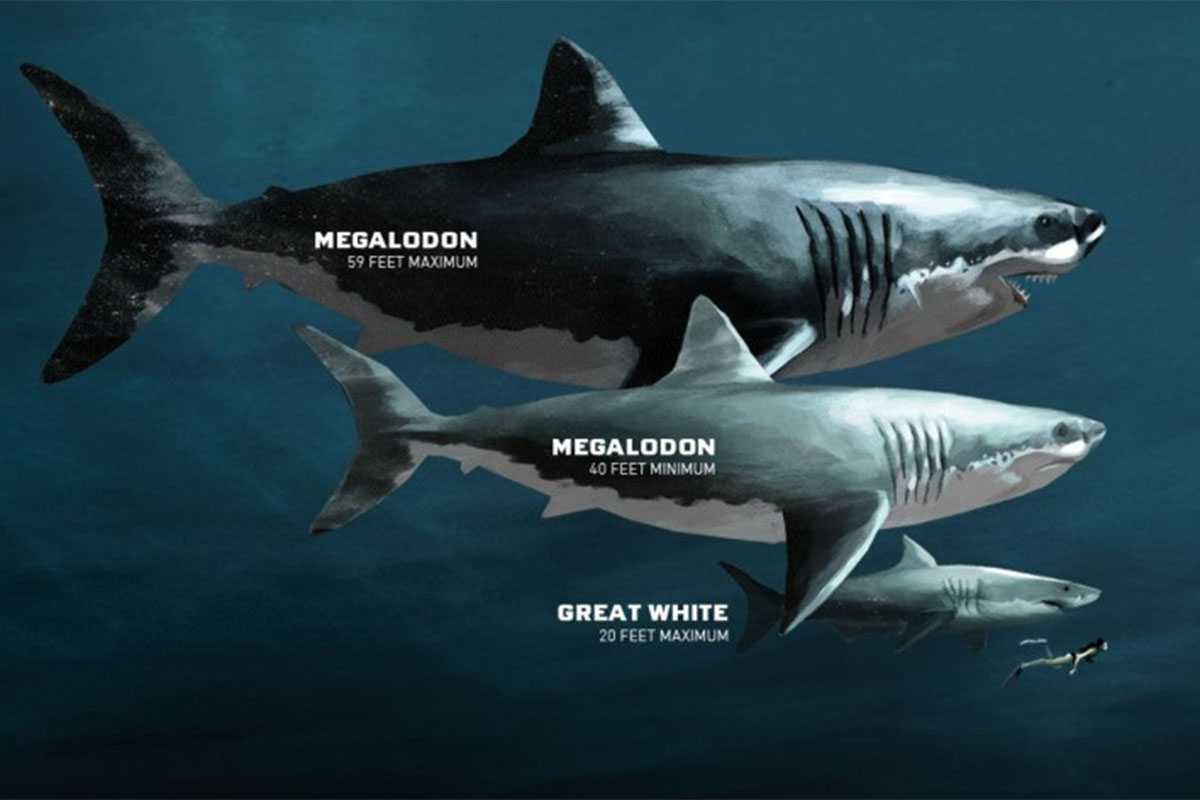 Megalodon Antara Mitos Dan Kenyataan Halaman All Kompasiana Com