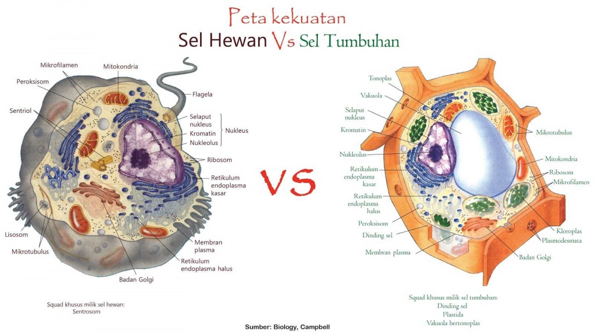 Manakah yang Lebih Kuat Sel  Tumbuhan atau Sel  Hewan  