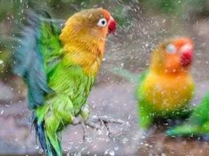 Cara Merawat Burung Lovebird Agar Ngekek Panjang Halaman