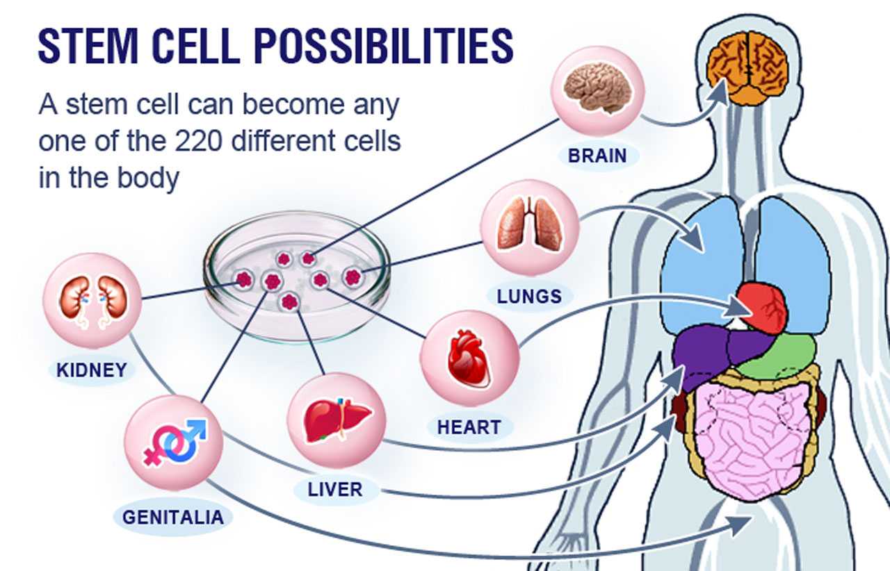 Stem Cell