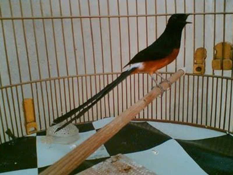 Cara Merawat Murai Batu Agar Cepat Gacor Halaman 1