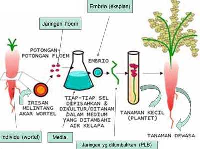 Keunggulan Teknik iKulturi iJaringani Dalam Pembibitan Tanaman 