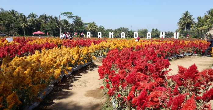 Taman Bunga Desa dengan Misi Sosial Halaman all Taman Bunga Desa dengan Misi Sosial Halaman all