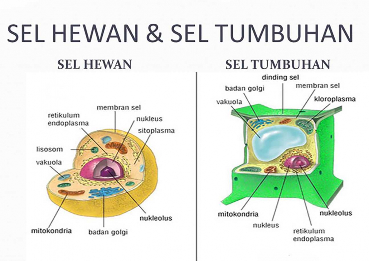 Sel Tumbuhan Lebih Awet daripada Sel Hewan Halaman all Sel Tumbuhan Lebih Awet daripada Sel Hewan Halaman all