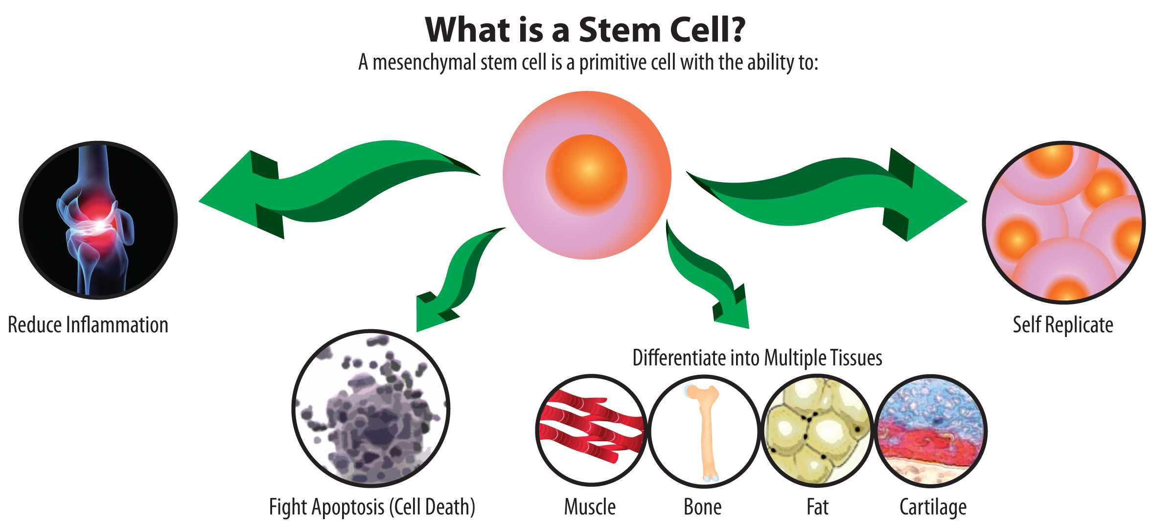 Apa Itu Sel Punca Stem Cell Pharmacy And Health