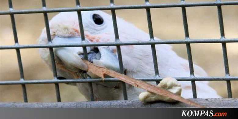 Selamatkan Kakatua Halaman All Kompasiana Com