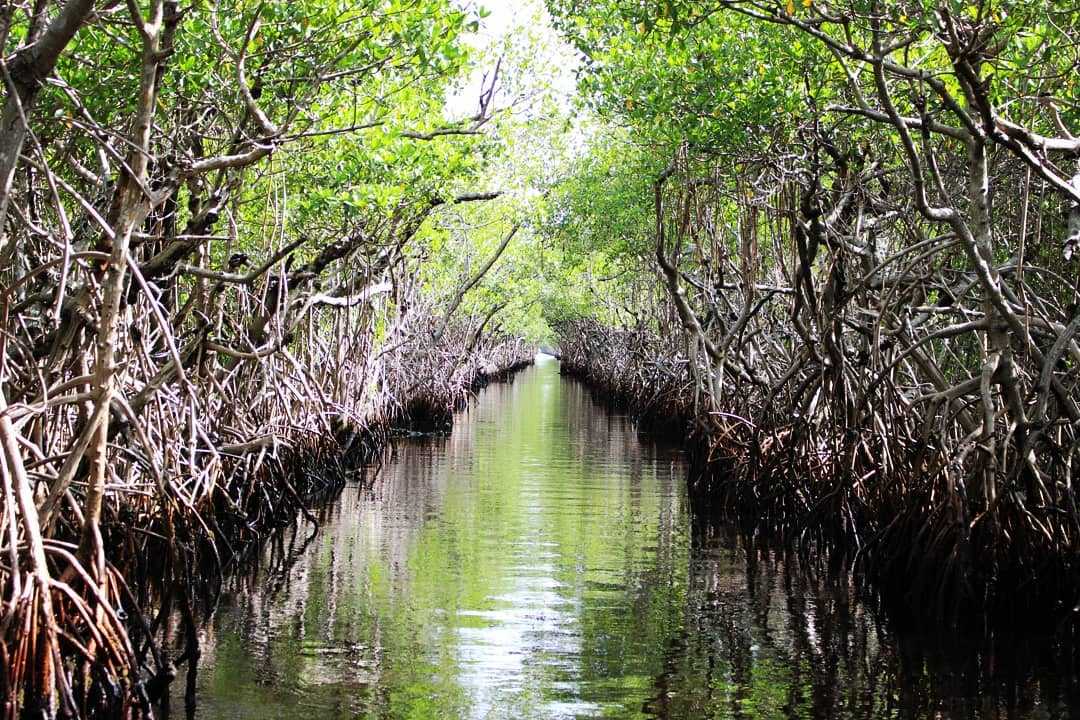 Potensi Hutan Mangrove Kompasiana com Potensi Hutan Mangrove Kompasiana com
