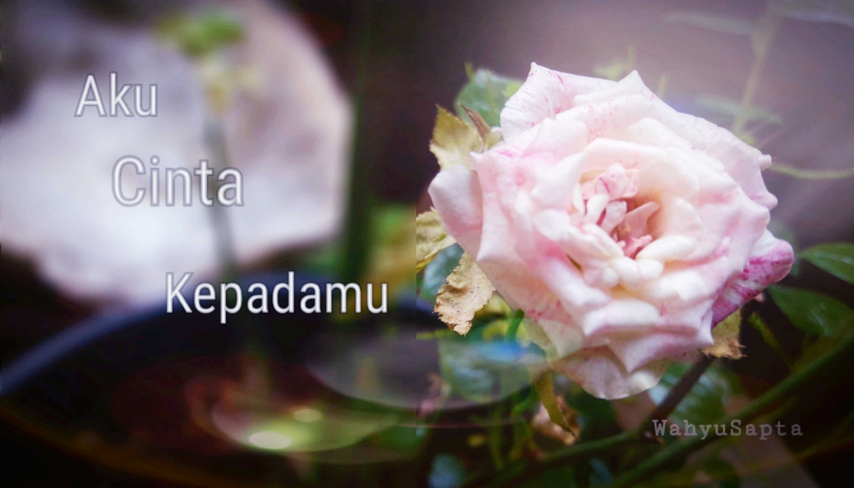 Free Gambar Puisi Aku Cinta Kepadamu Halaman All Kompasiana Gambar Gratis Terbaru by www.cikimm.com