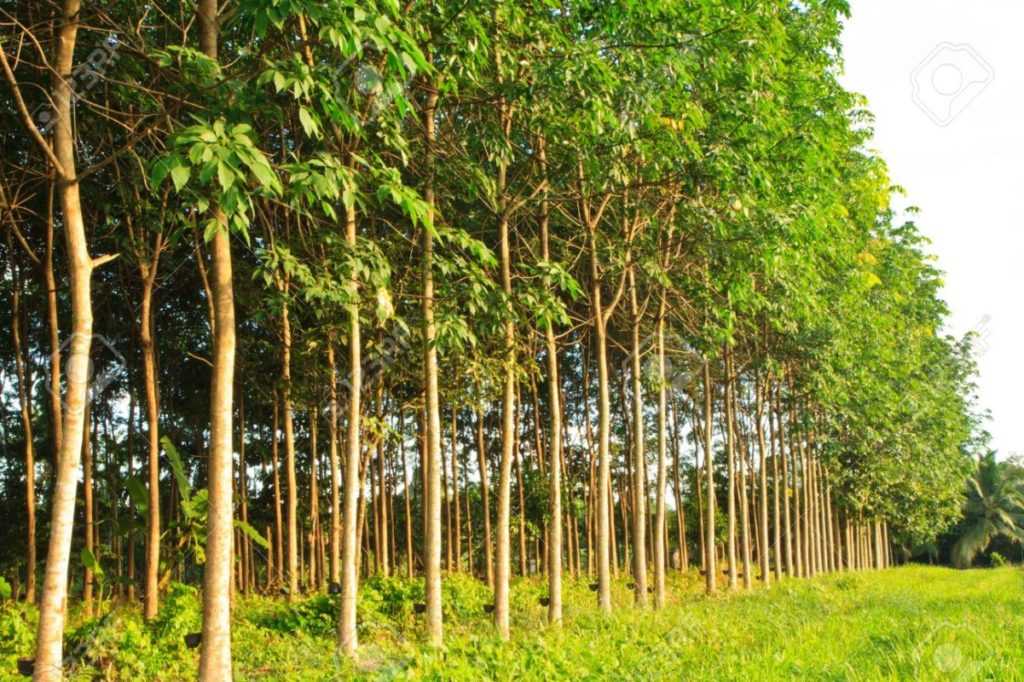 Potensi Tanaman Pohon Karet dan Kemajuan Teknogi dalam Potensi Tanaman Pohon Karet dan Kemajuan Teknogi dalam