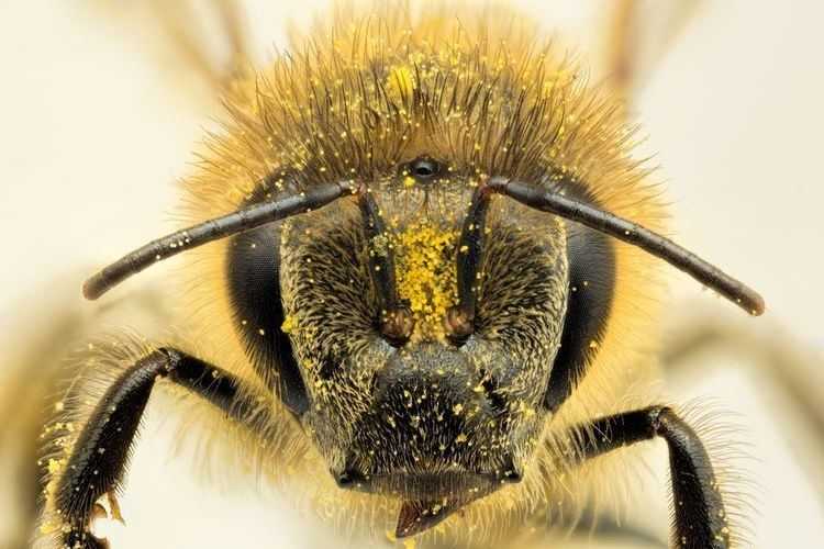 Apis Dorsata Lebah Madu Hutan Raksasa Asli Indonesia Apis Dorsata Lebah Madu Hutan Raksasa Asli Indonesia