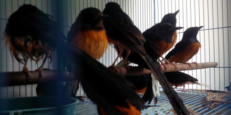 32+ Jenis burung yang dilindungi di indonesia terupdate