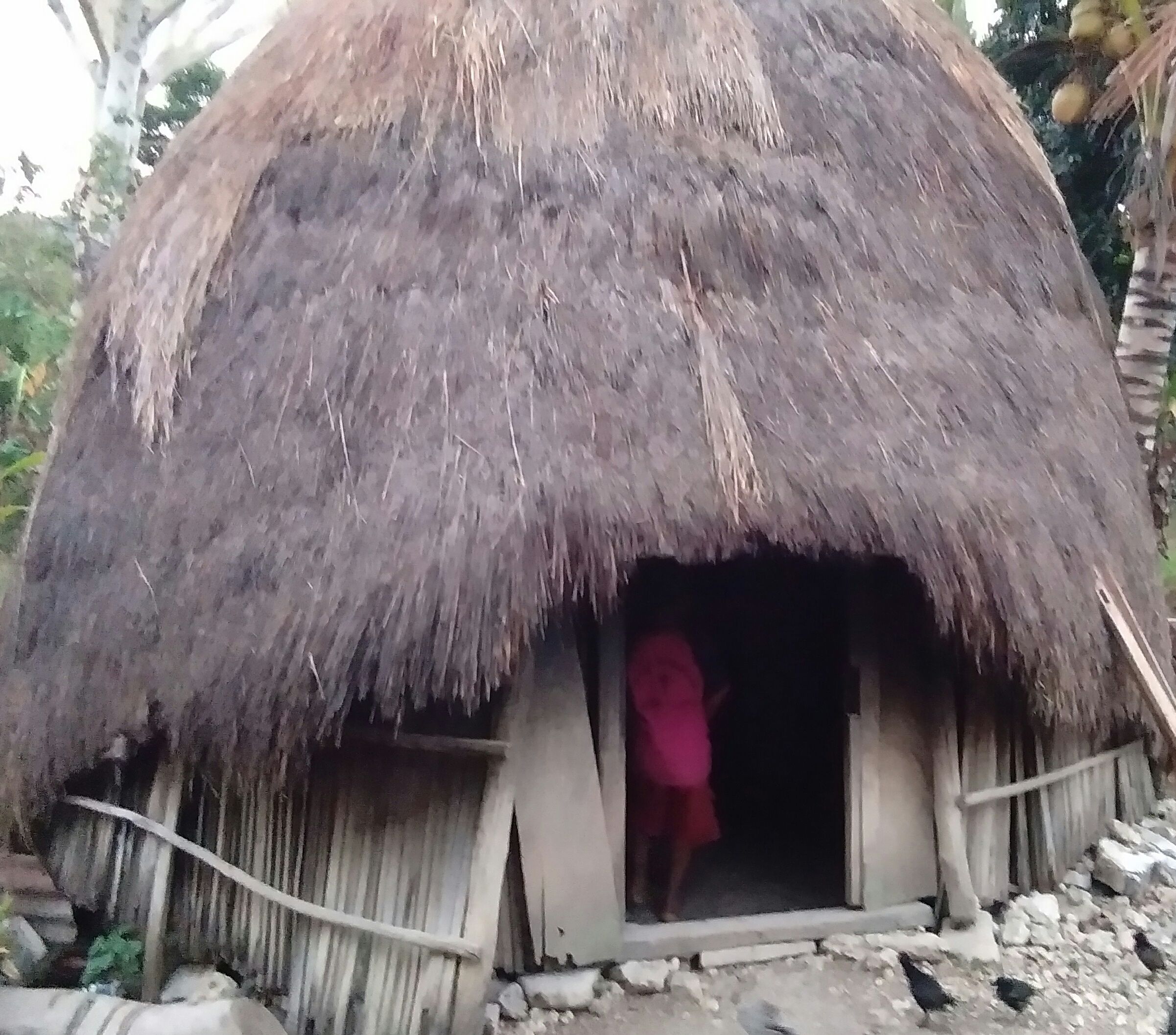 77 Gambar Rumah Adat Orang Timor Gratis
