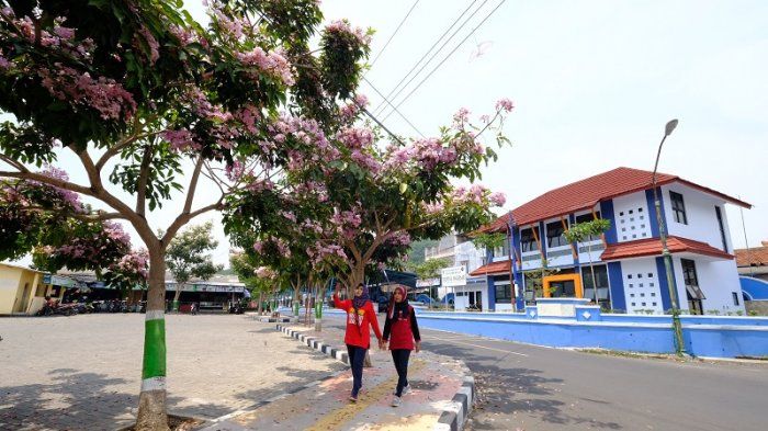 Bunga Tabebuya Lagi Mekar di Magelang Mirip Sakura di Bunga Tabebuya Lagi Mekar di Magelang Mirip Sakura di