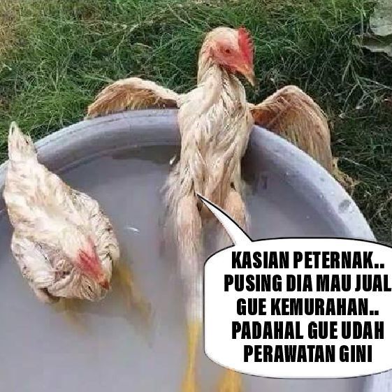 Mencari Bapak Pelindung Ayam Halaman 1 - Kompasiana.com