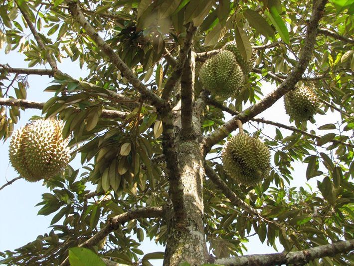 Jauhkan Pohon Durian Anda Dari Penyakit Ganas Ini Kompasiana Com