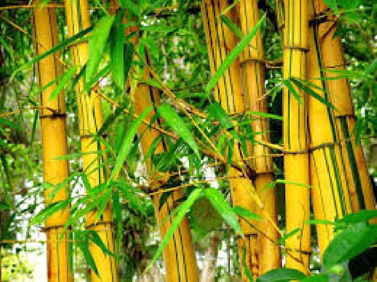 Bambu  Tanaman Ajaib yang Dipandang Sebelah Mata Halaman 1   Bambu  Tanaman Ajaib yang Dipandang Sebelah Mata Halaman 1