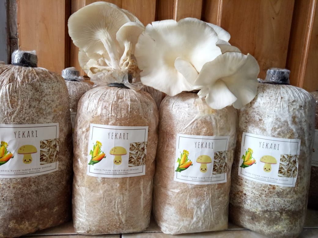 Yekari Media Tanam Jamur Tiram dengan Memanfaatkan Yekari Media Tanam Jamur Tiram dengan Memanfaatkan