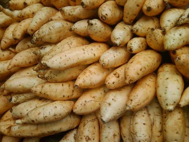 Kenapa Tidak Ubi Cilembu Kompasiana Com